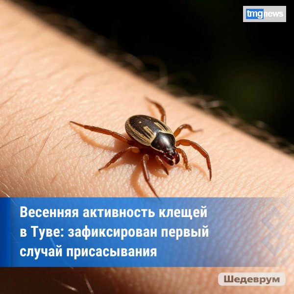 В Туве зарегистрирован первый в 2026 году случай укуса клеща