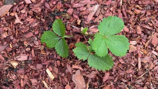 ��� �������� �������� �� �������: ������ ���������