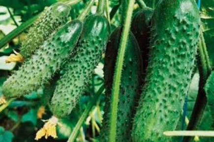 ������ ������: ������� ��������� ����������� � �����