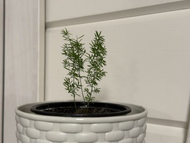 ��� ��������� �������� ��������� � �������� ��������