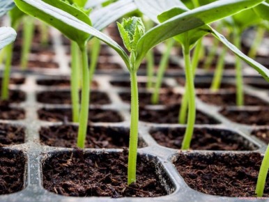 ������� ��������� ����������� �������