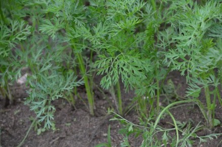 ���� �������� ��������� ����� ������� � �������