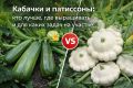 кабачки и патиссоны: что выбрать для вашего огорода?