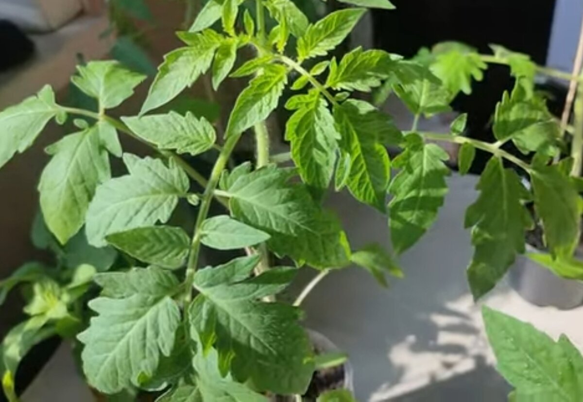 Как спасти рассаду от заморозков