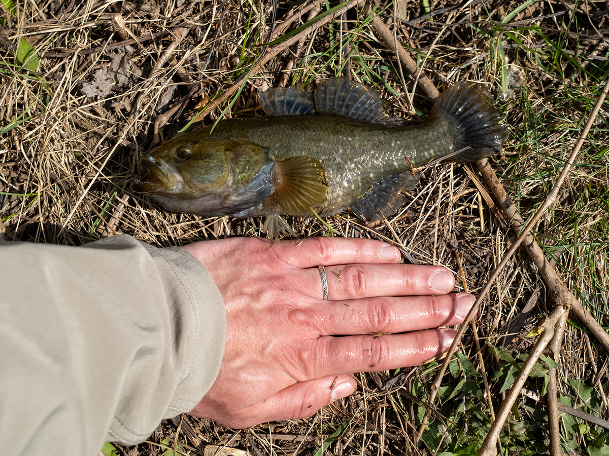 Как ловить ротана в апреле: советы для успешной рыбалки