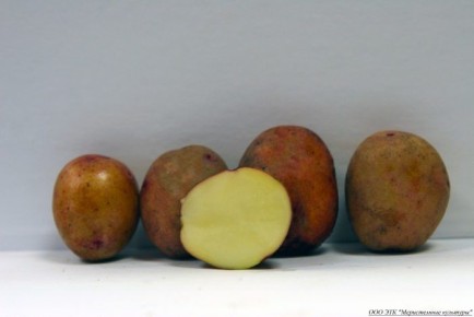 Картофель сорта Евгения: идеальный выбор для успешного выращивания