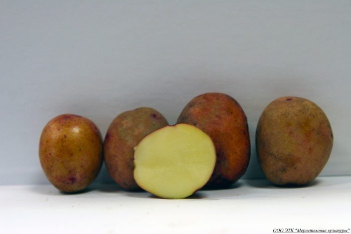 Картофель сорта Евгения: идеальный выбор для успешного выращивания