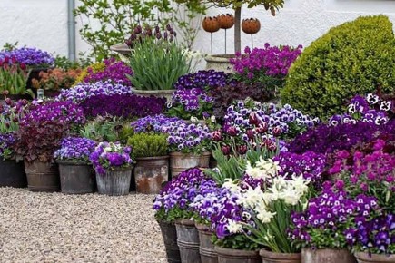 Что делать со старой землей в горшках: три экономичных решения для садоводов