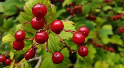 Калина: чудо-ягода, скрывающая в себе сокровища здоровья и тайны из древности
