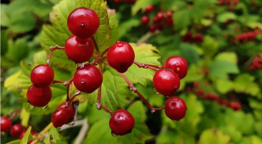 Калина: чудо-ягода, скрывающая в себе сокровища здоровья и тайны из древности