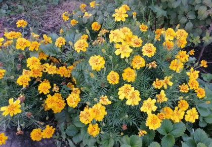 Бархатцы: яркие акценты в саду