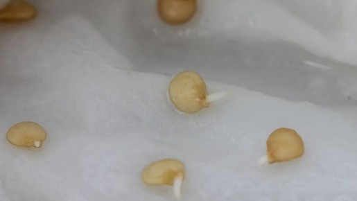 Как проращивать семена перца быстрее и эффективнее: 4 проверенных метода