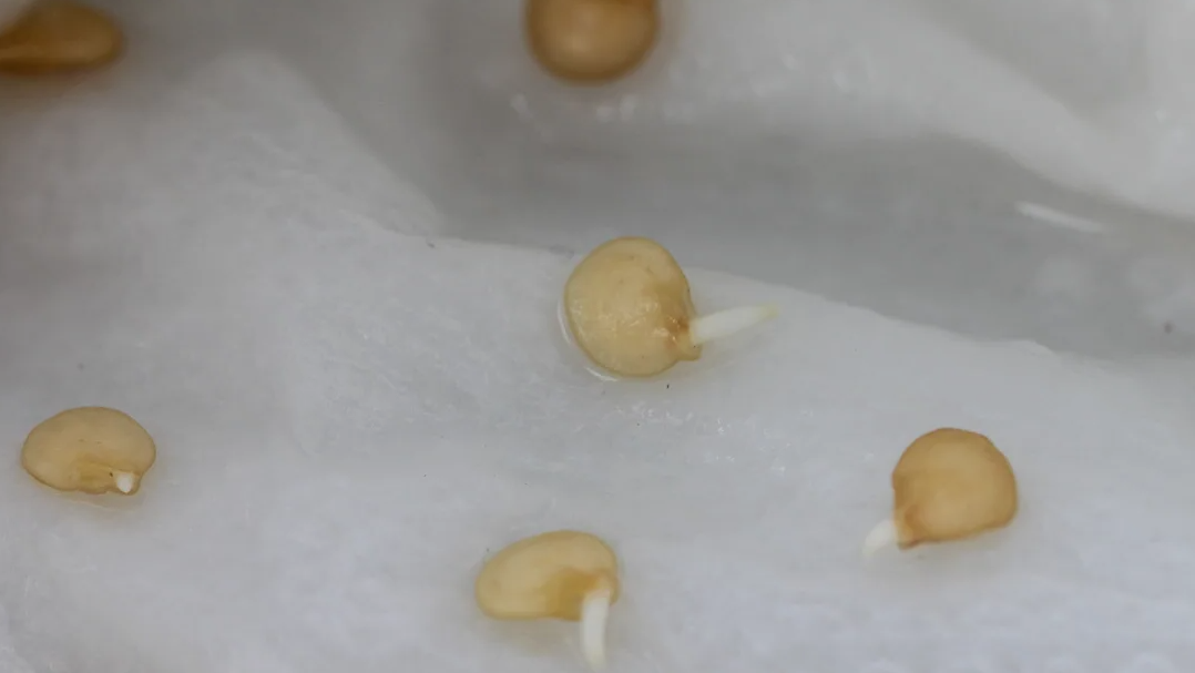 Как проращивать семена перца быстрее и эффективнее: 4 проверенных метода