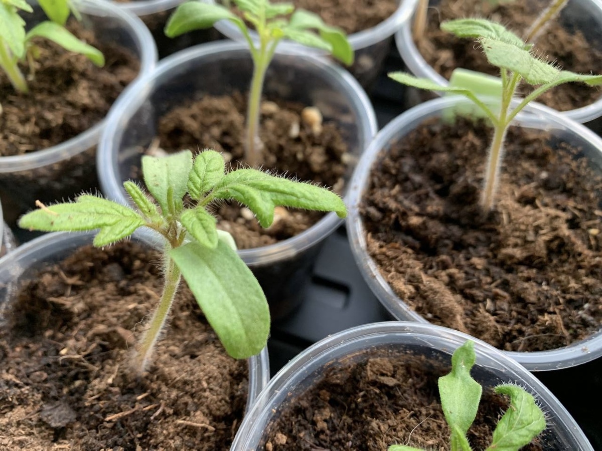 Когда идеальное время для полива рассады?