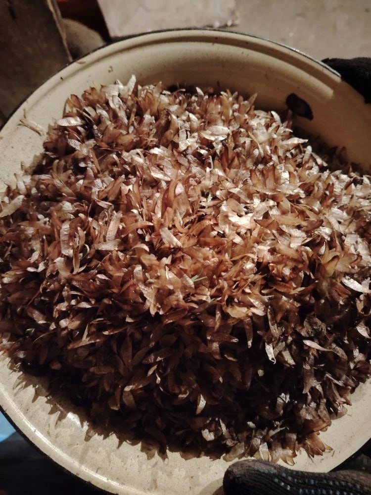 В Балгазынском лесничестве идет активная заготовка лесосеменного сырья В Балгазынском лесничестве идет активная заготовка лесосеменного сырья