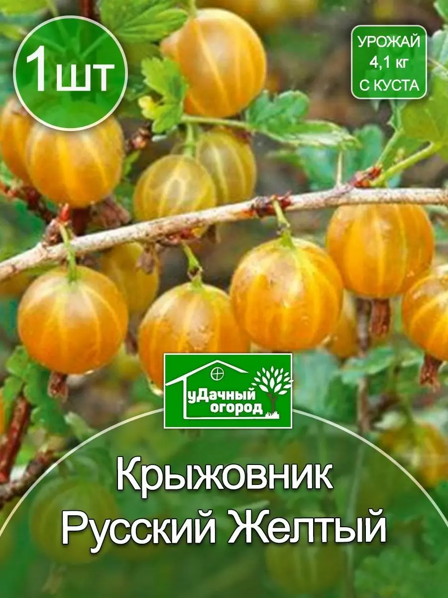 Желтые сорта крыжовника без шипов: что предлагает современное садоводство?