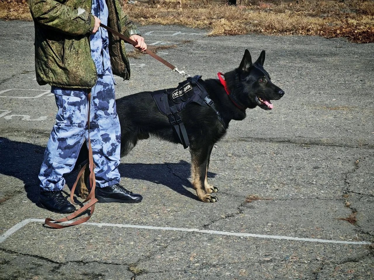 Школьники Тувы познакомились с работой кинологов и служебных собак МВД