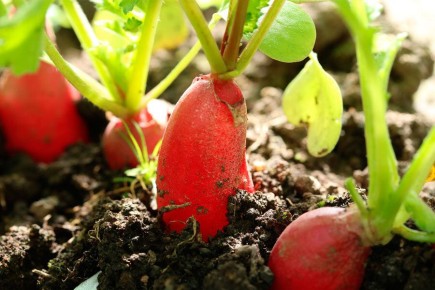 Тайны успешной посадки редиса: ключевые советы для теплицы и открытого грунта