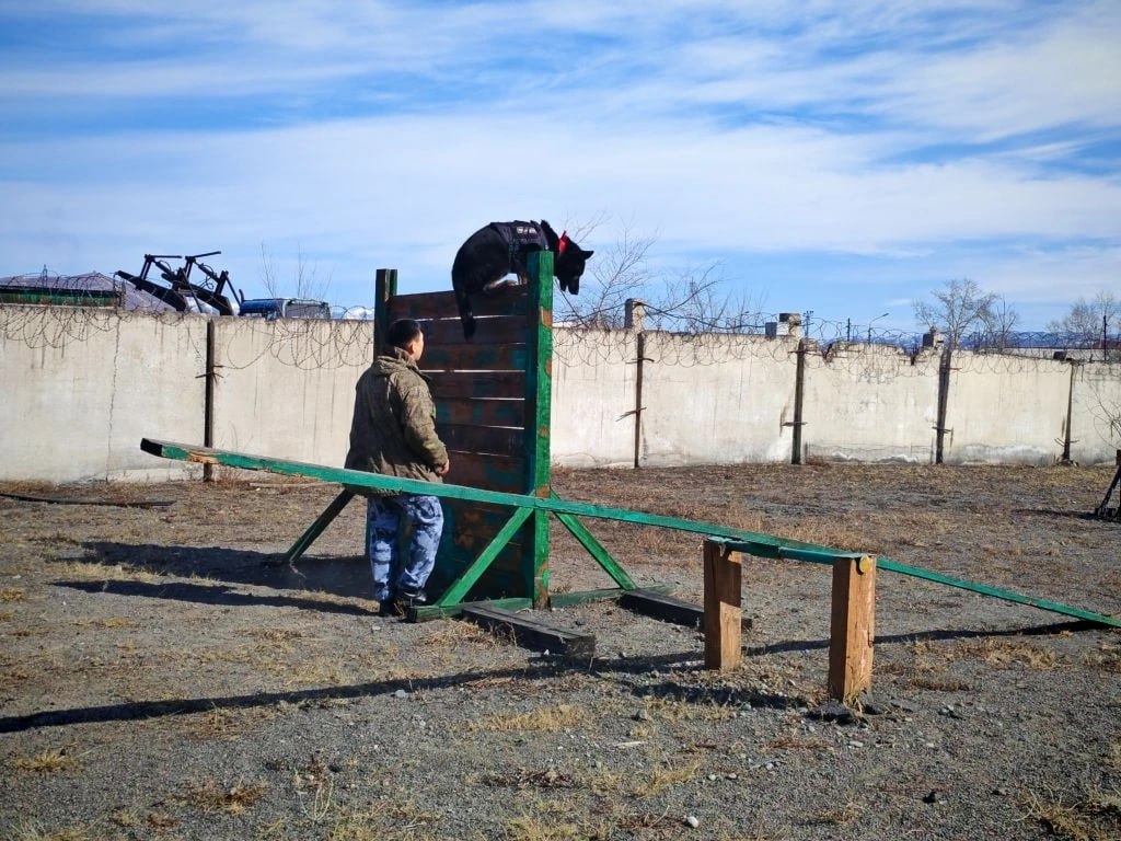 Школьники Тувы познакомились с работой кинологов и служебных собак МВД Школьники Тувы познакомились с работой кинологов и служебных собак МВД