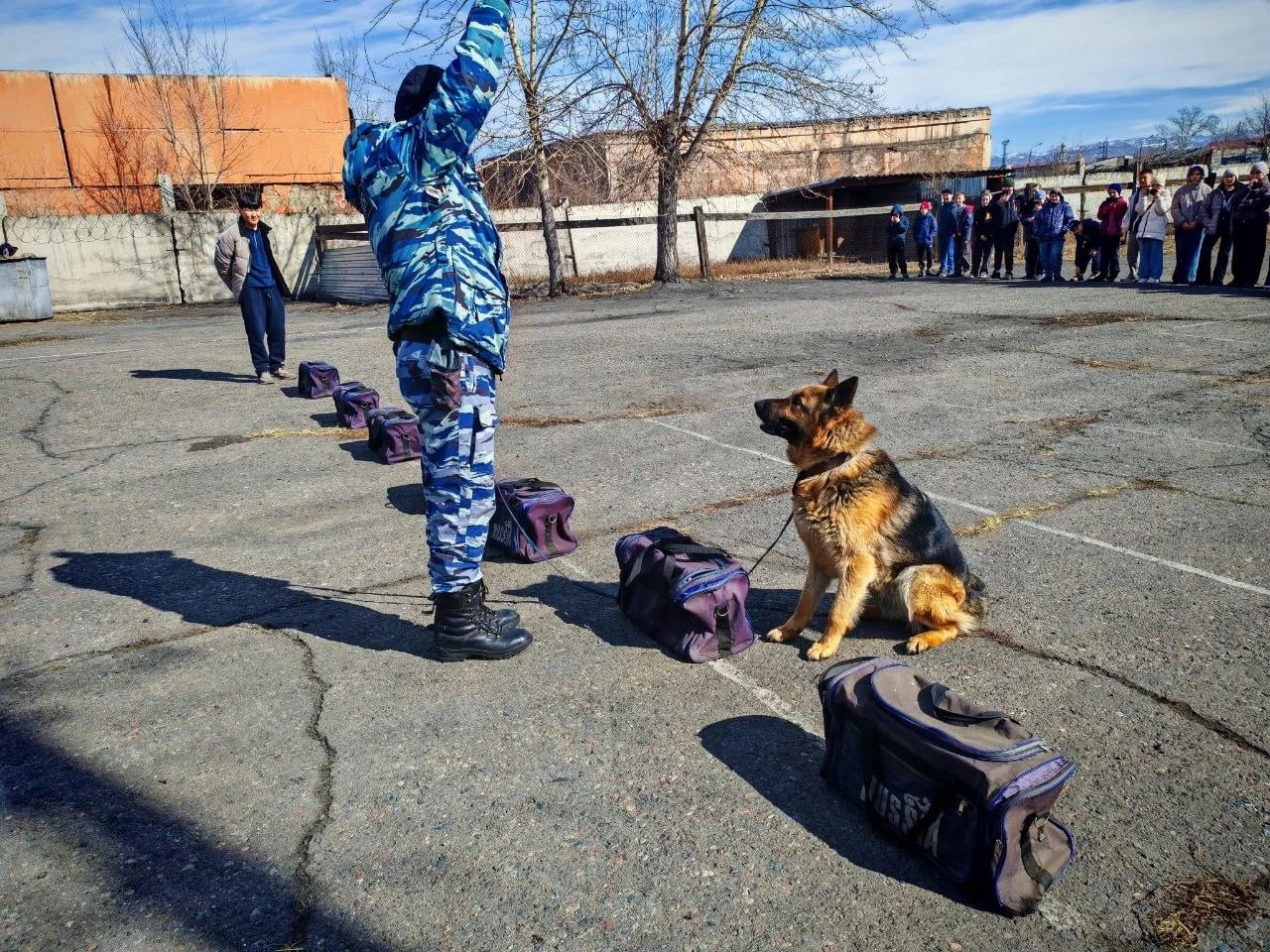 Школьники Тувы познакомились с работой кинологов и служебных собак МВД Школьники Тувы познакомились с работой кинологов и служебных собак МВД