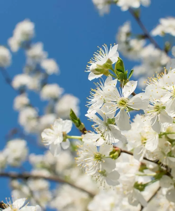 Майские праздники 2026: что ждет россиян на выходных