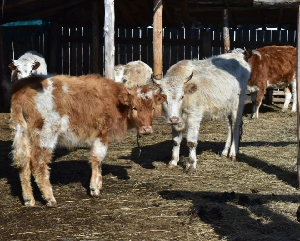 ��� ���� ���� ���������� ��� ����� �������