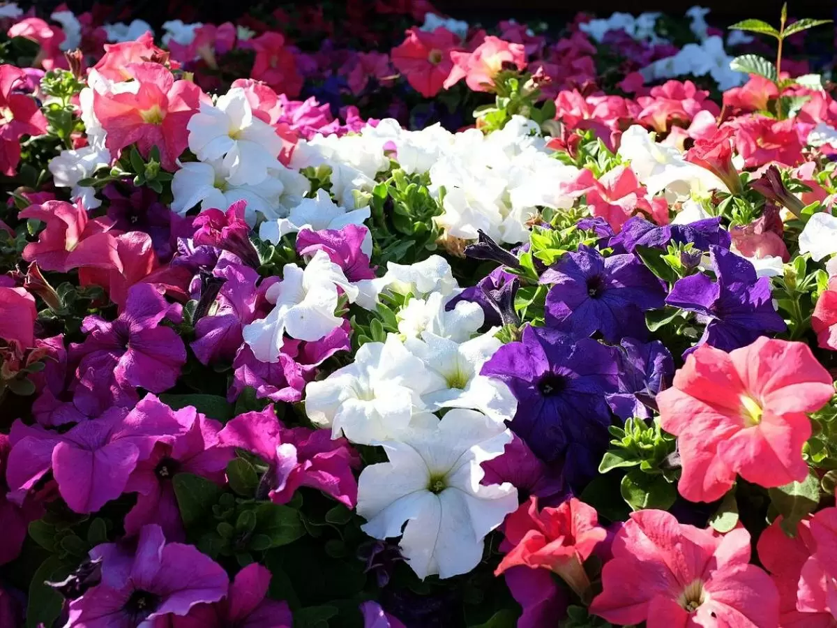 Как продлить цветение петуний до морозов: эффективный рецепт подкормки с борной кислотой