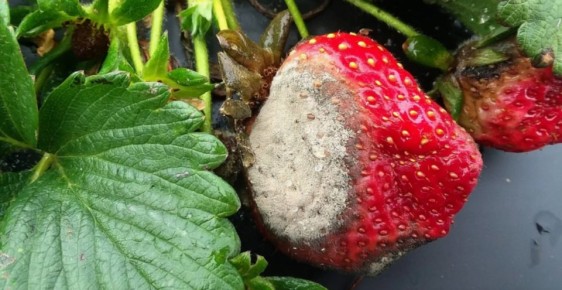 ��� �������� ������ �������� �� ����� �����: ������� � ����������� ������