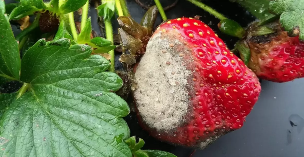 Как защитить урожай клубники от серой гнили: простые и эффективные советы