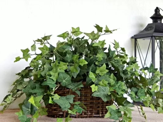 Плющ: уютный зеленый друг для вашего дома
