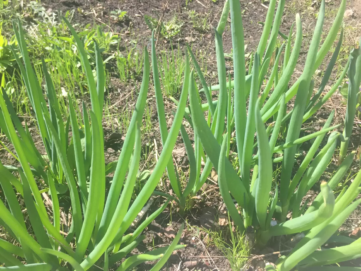 Выращивание лука-батуна из семян в открытом грунте