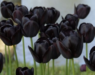 ������������ ������ ���������: ���������� ��� �������?