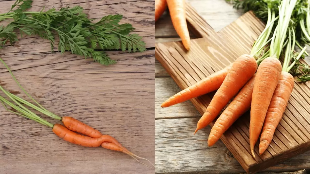 Как избавиться от мелкой моркови: секреты от опытного дачника