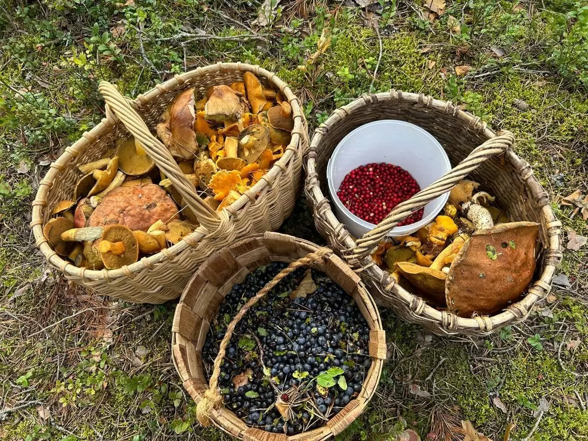 Успей насладиться весной: три простых в сборе гриба апреля