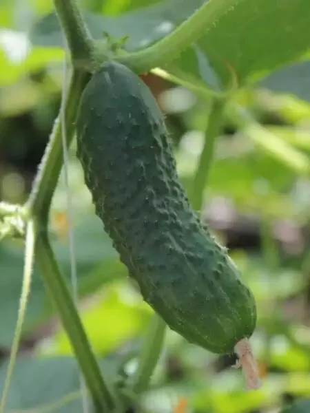 Огурец Колян: уникальный гибрид для вашего огорода