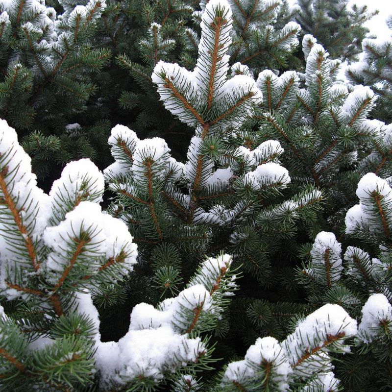 ��� ������� ������ ���: ������ �������� ��� ����� ��������