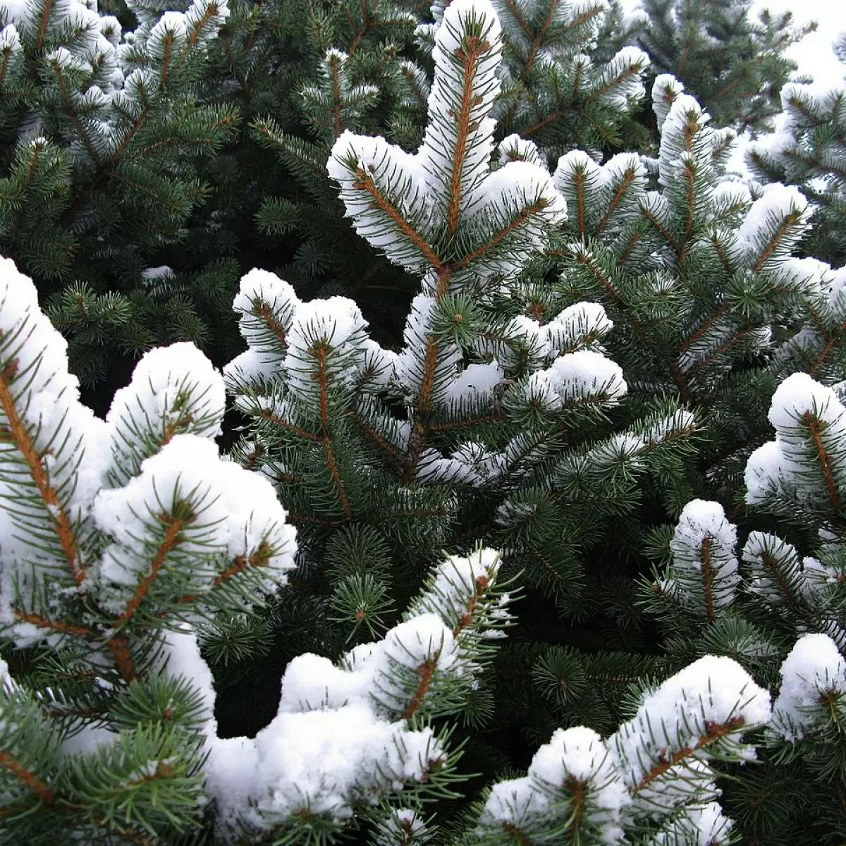 Как создать зимний сад: лучшие растения для ярких пейзажей