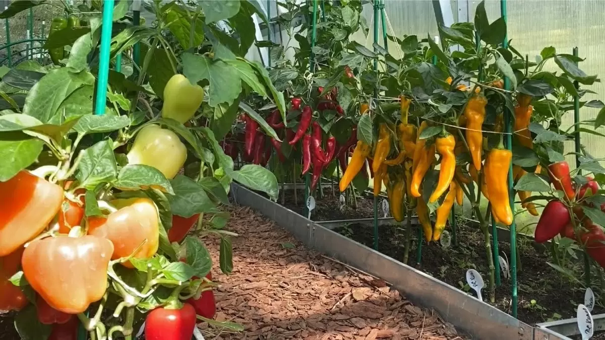 Луковая шелуха: секрет природного удобрения для вашего огорода