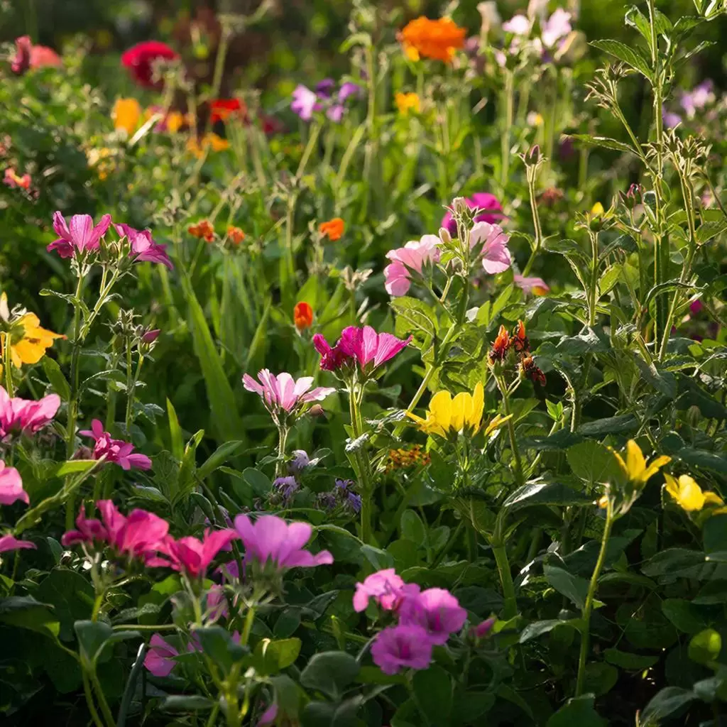 Летние секреты: Как подкормить растения для яркого цветения и богатого урожая в саду
