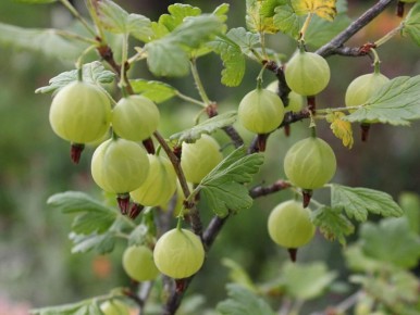 Как крыжовник становится щедрым на урожай: секреты ухода весной