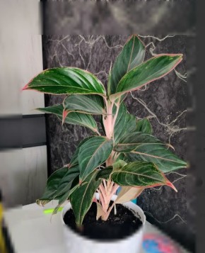 Аглаонема Крит: как тропическая красота украсит ваш интерьер