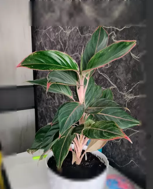 Аглаонема Крит: как тропическая красота украсит ваш интерьер