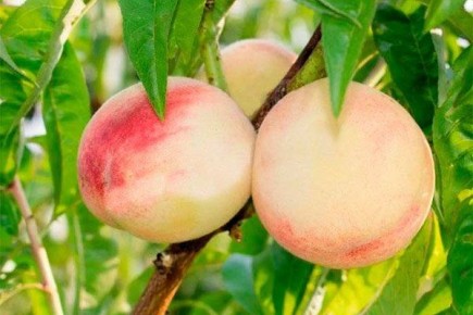 Персик Белый лебедь: секреты успешного выращивания и яркие характеристики