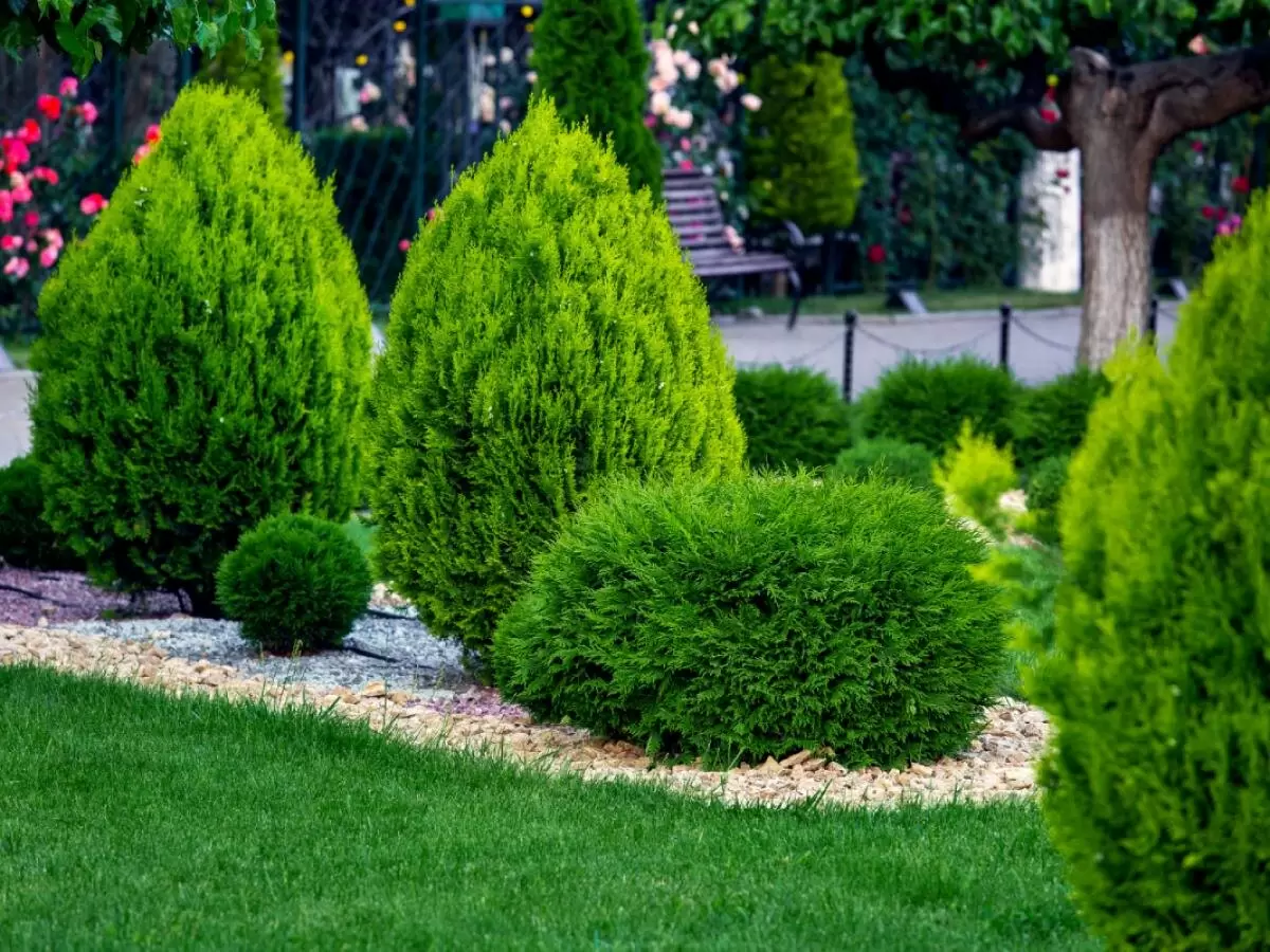 Туи: как создать великолепный зеленый уголок в своем саду