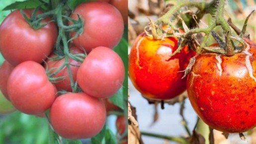 ������� ��������� ����������� ������������������� �������: �������� ������ ������