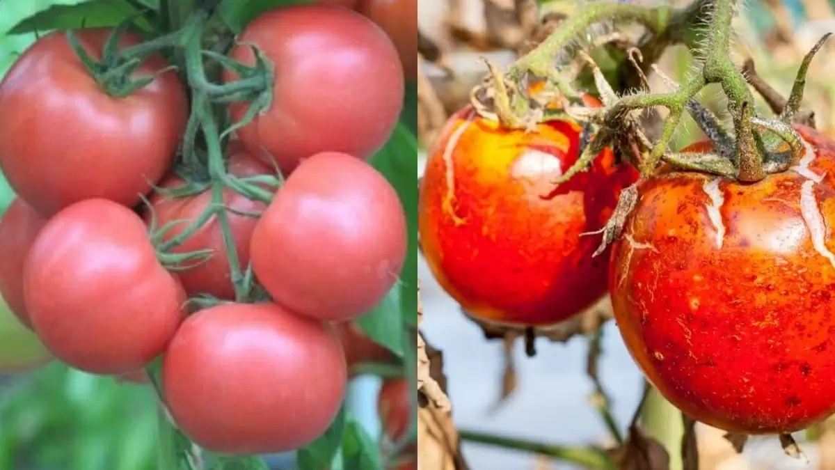 Секреты успешного выращивания фитофтороустойчивых томатов: избежите потерь урожая