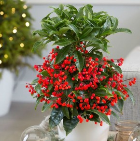 �������: ����, ���������� � ������� � ���������