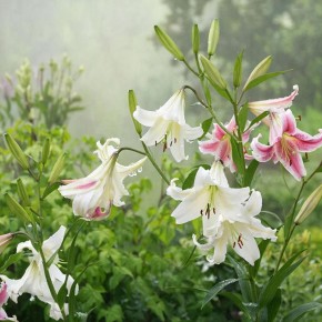 ������� �������� �����: ��� ������� ������� � ��� ���