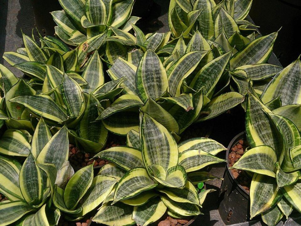 ��� ������� ����������� ��������: ������� ���������� � ����������� �������