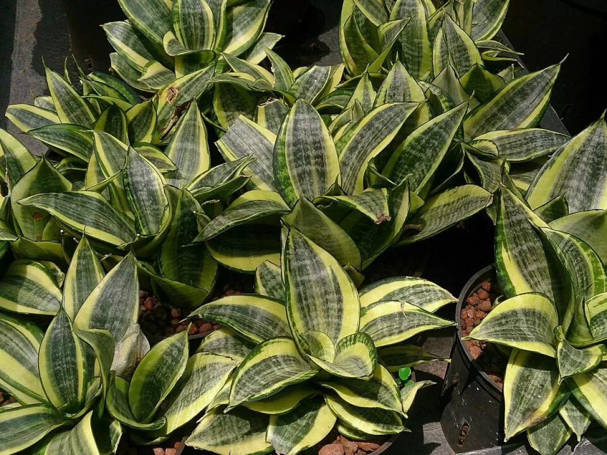 Как вернуть сансевиерии здоровье: причины пожелтения и эффективные решения